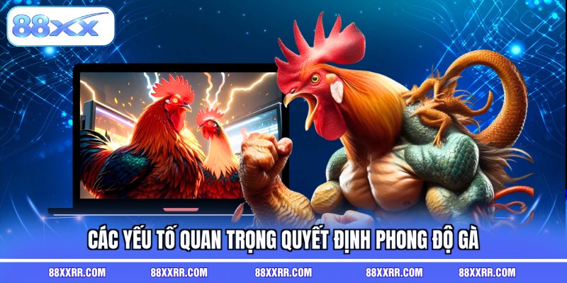 Các yếu tố quan trọng quyết định phong độ gà