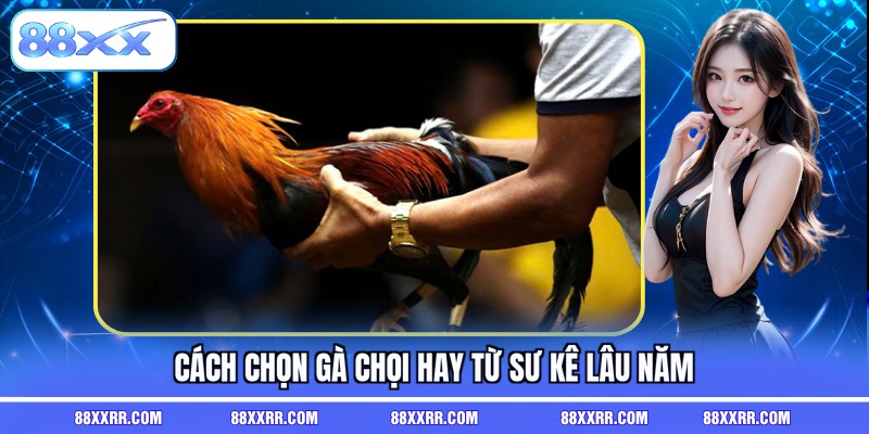 Cách chọn gà chọi hay từ sư kê lâu năm