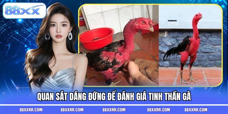 Quan sát dáng đứng để đánh giá tinh thần gà